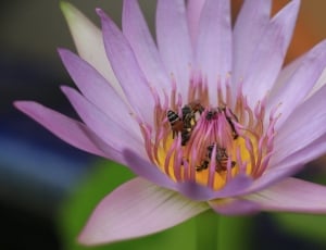 Bee, Flower, Macro, Lotus, Pond, flower, petal thumbnail