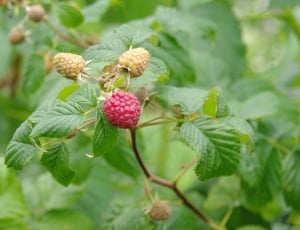 Raspberries, Taste, Garden, Color, food and drink, growth thumbnail