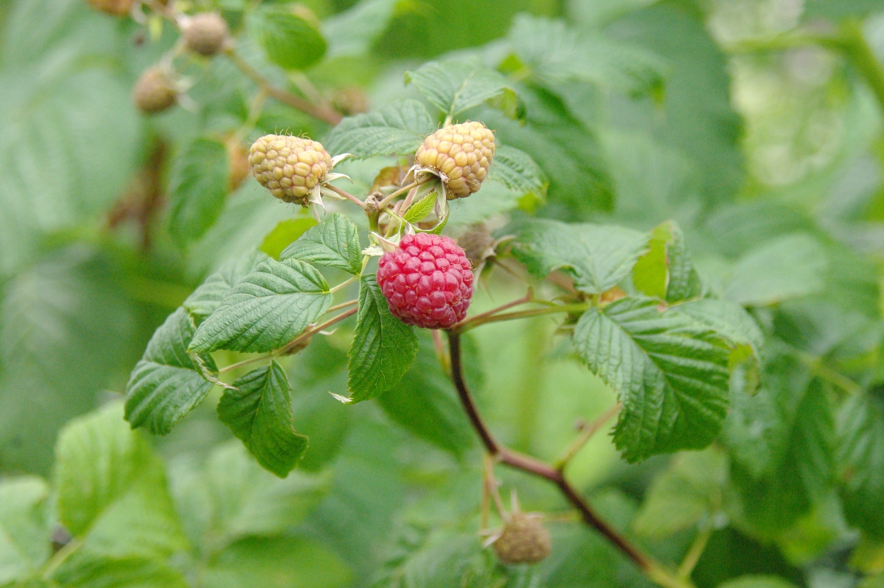 Raspberries, Taste, Garden, Color, food and drink, growth