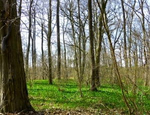 Spring, Spring Forest, Green, Forest, tree trunk, tree thumbnail