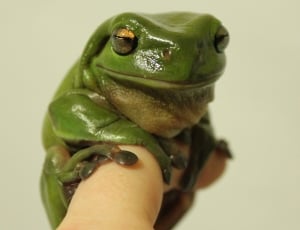 green brown frog thumbnail