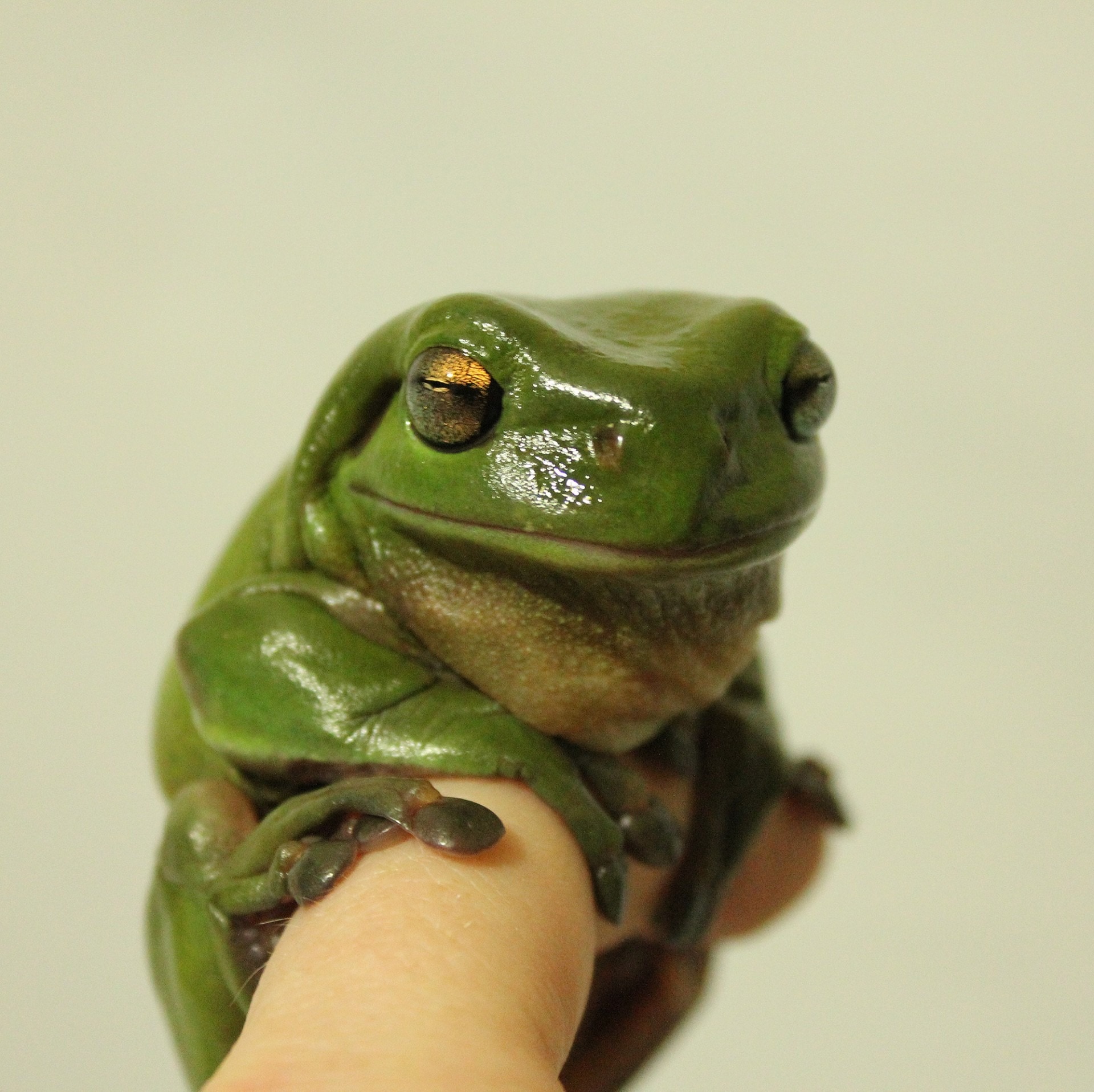 green brown frog