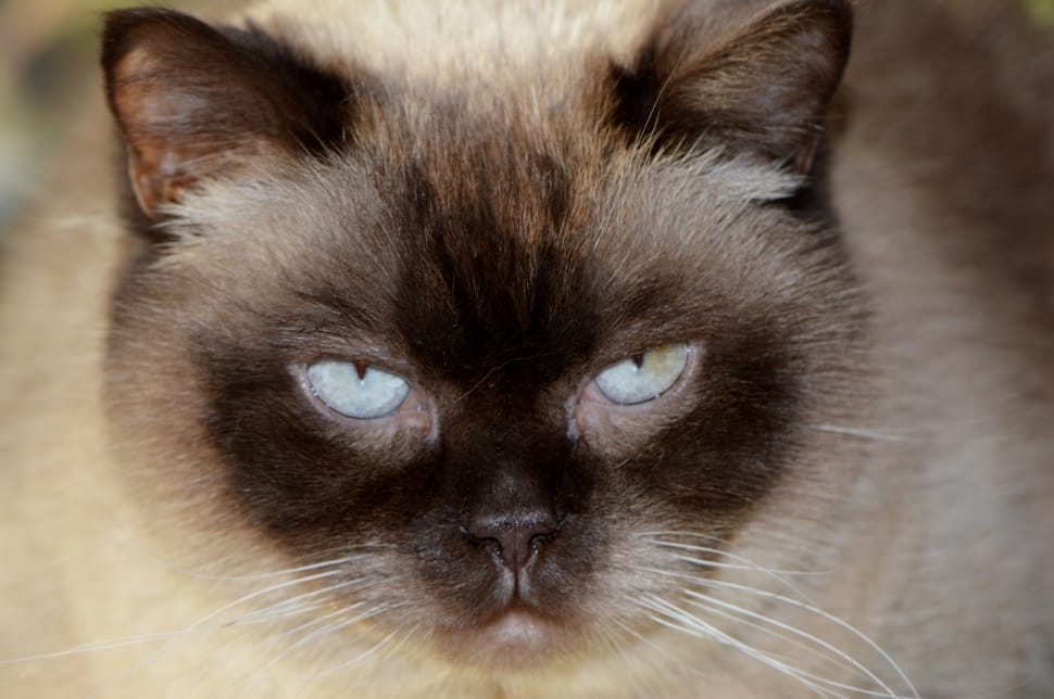 siamese cat preview