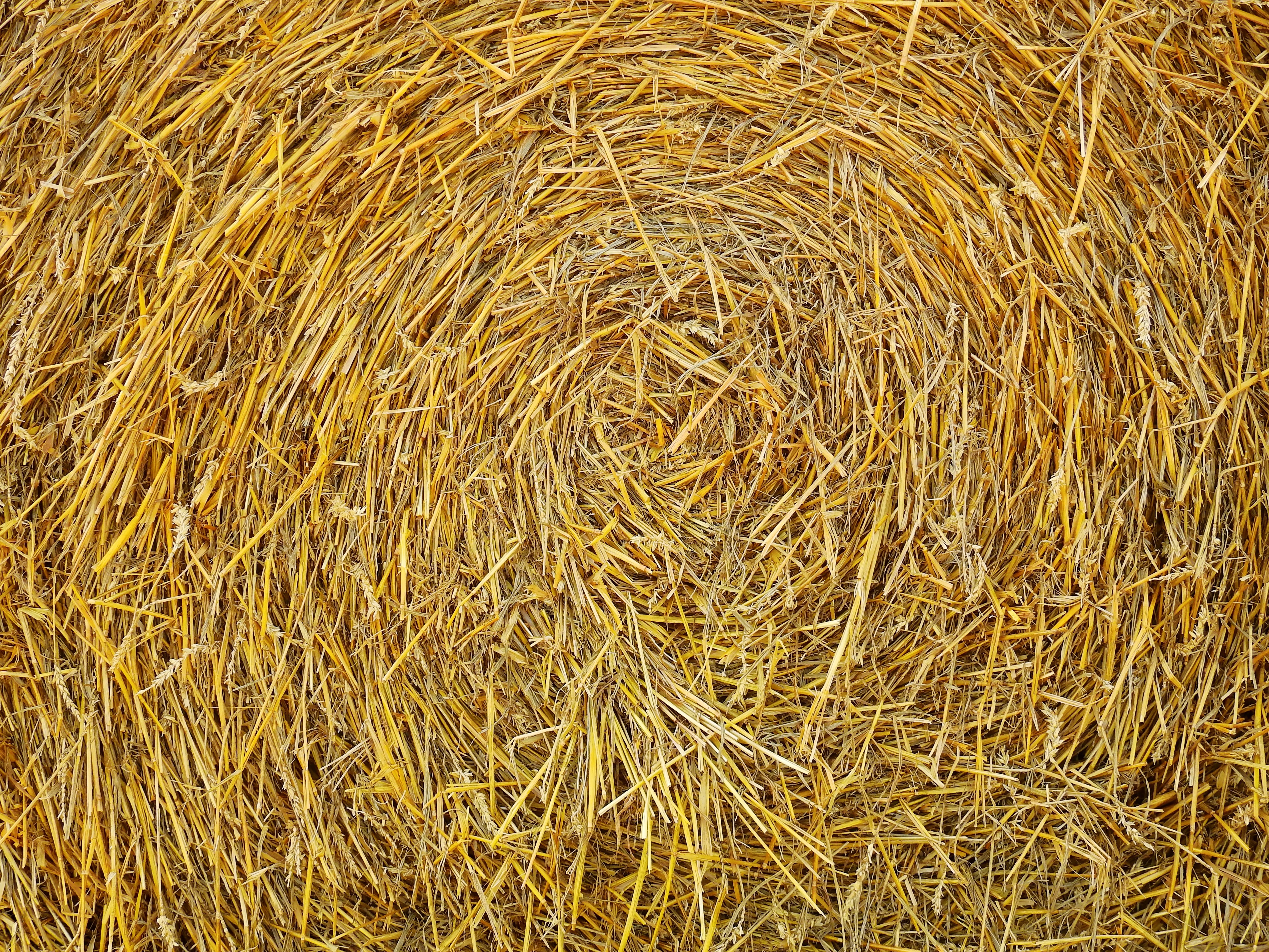 brown hay