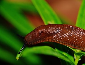 brown and black slug thumbnail