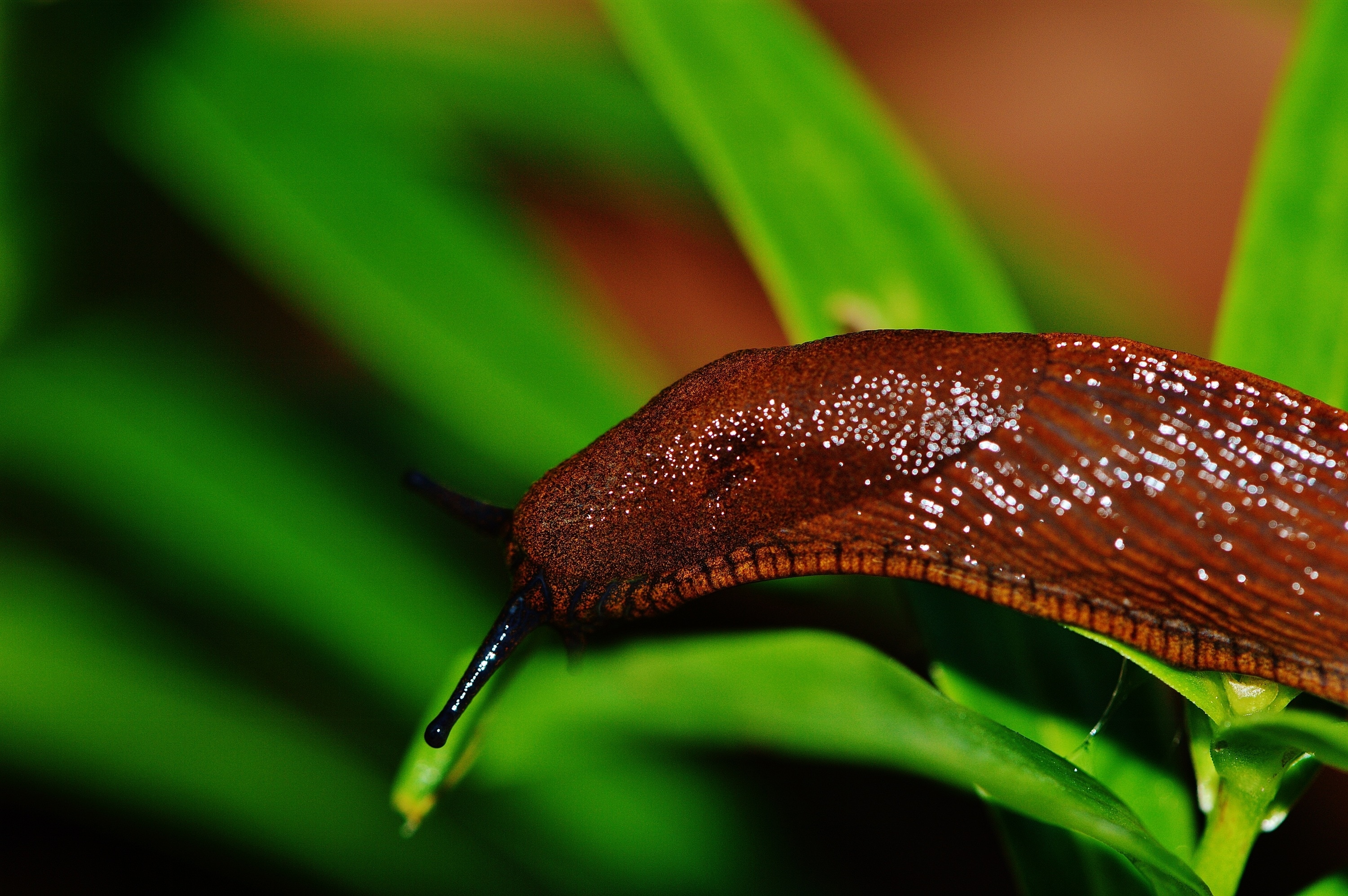 brown and black slug
