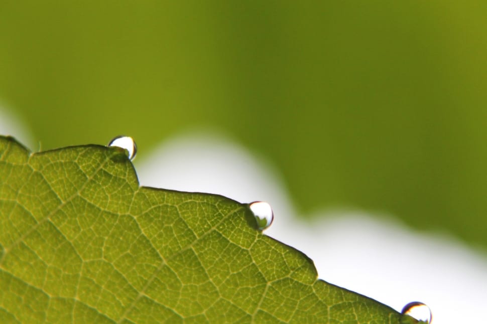 macro photo of green leaf preview