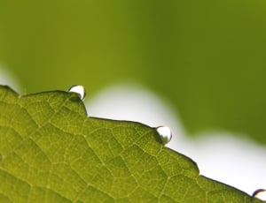 macro photo of green leaf thumbnail