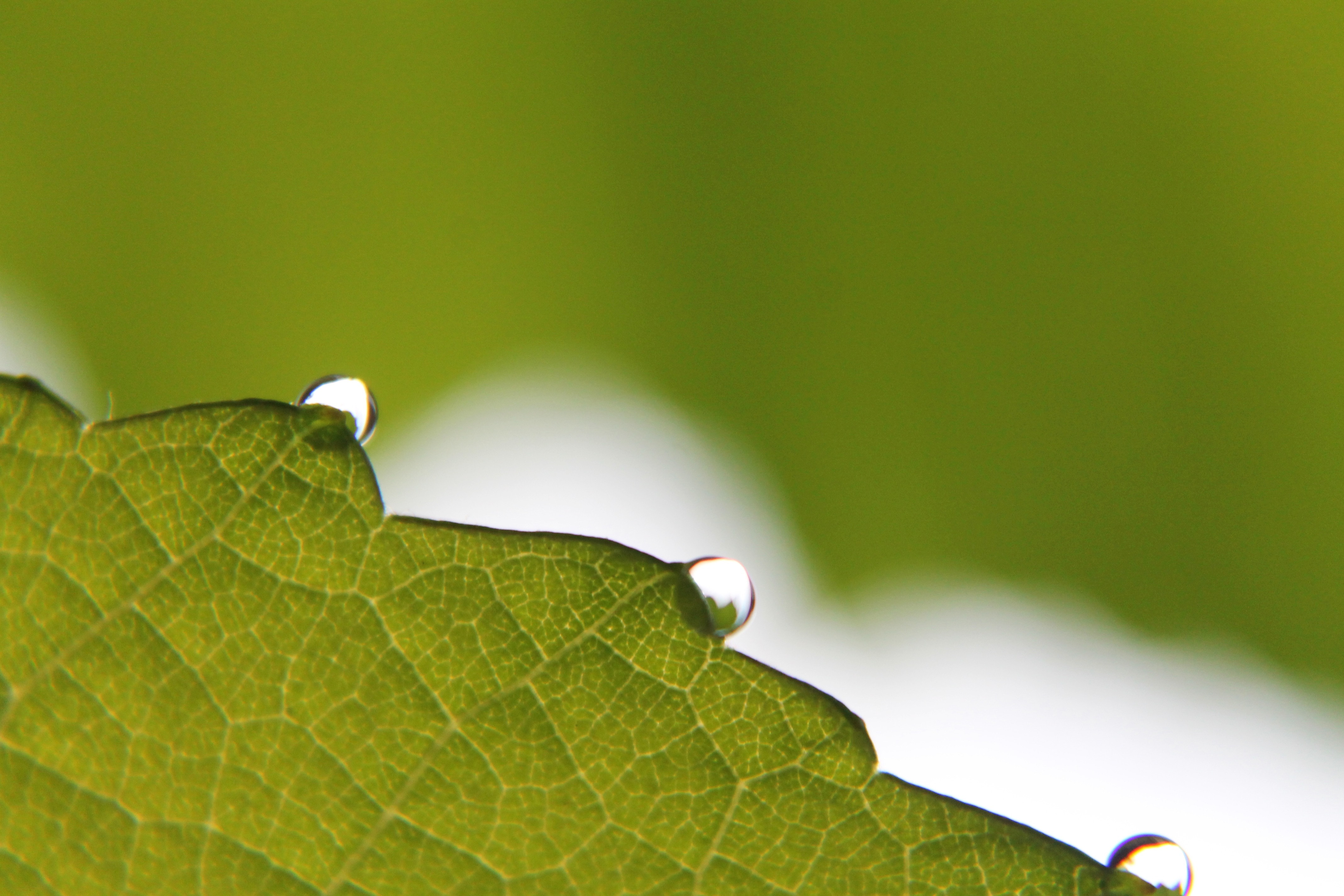 macro photo of green leaf