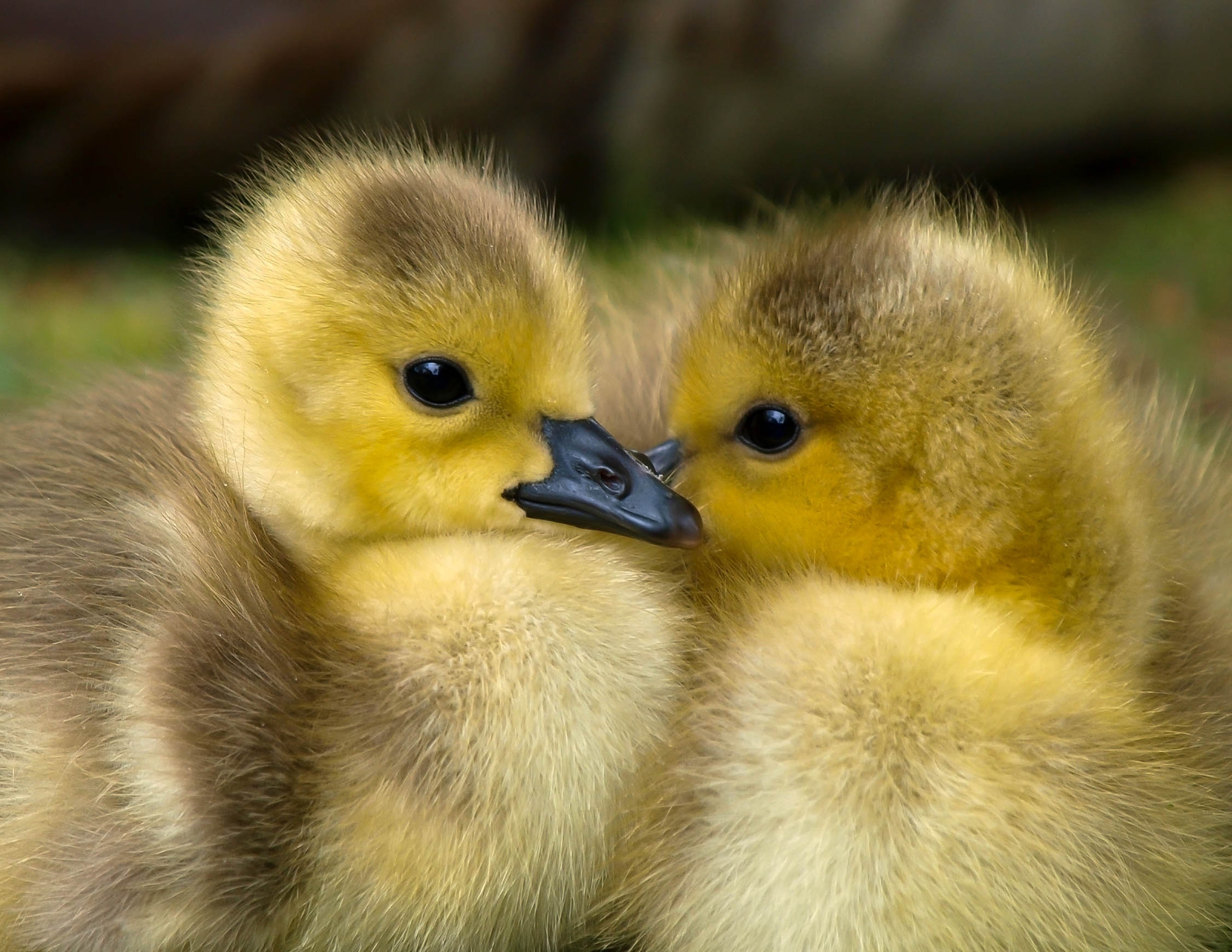 2 Ducklings Free Image Peakpx