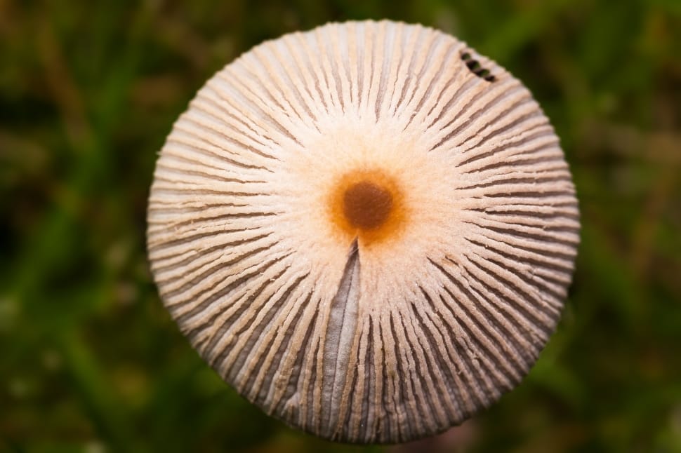 Grass, Cap, Disc Fungus, Mushroom, close-up, fragility preview