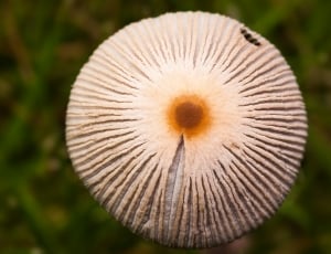 Grass, Cap, Disc Fungus, Mushroom, close-up, fragility thumbnail