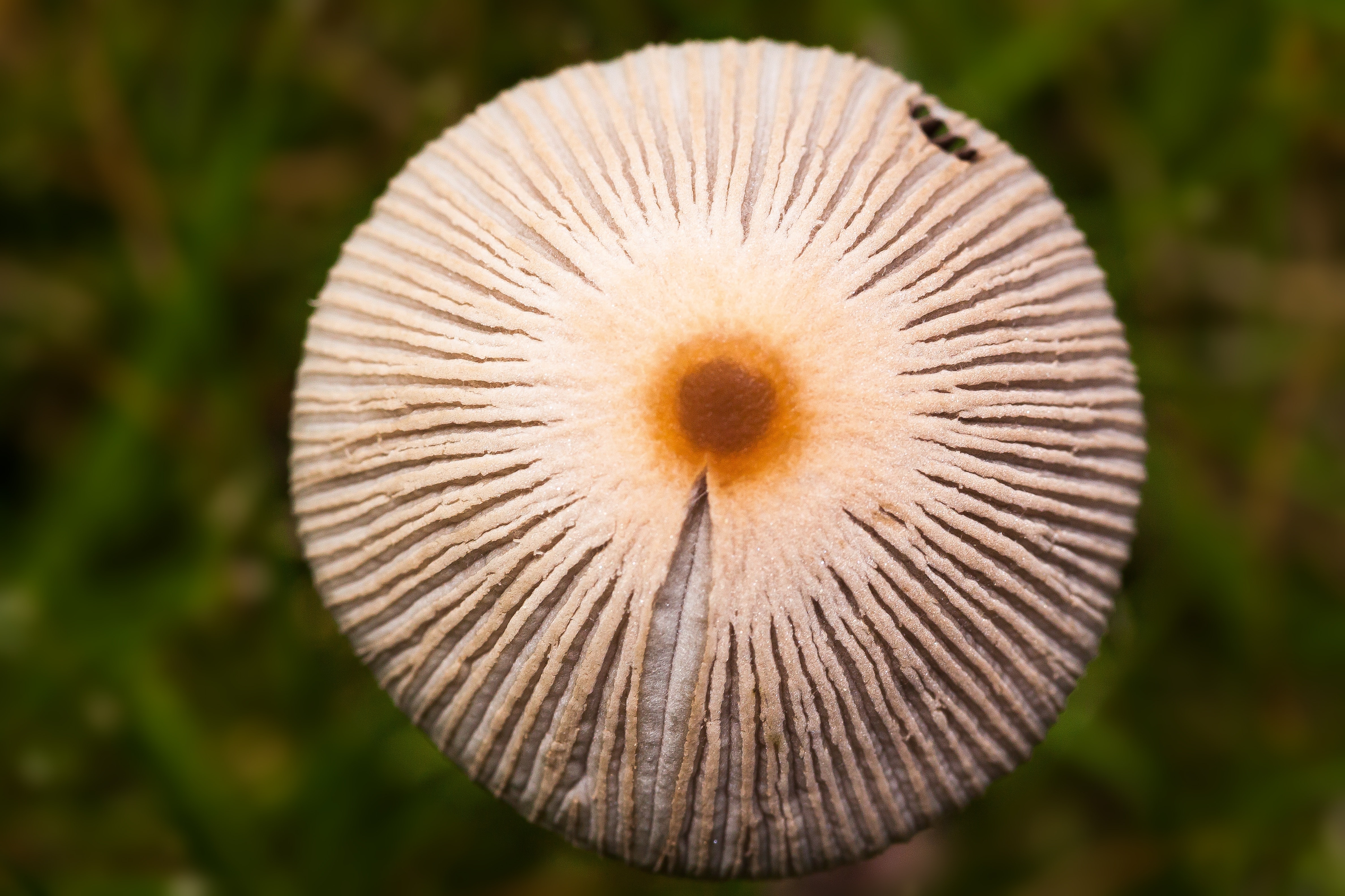 Grass, Cap, Disc Fungus, Mushroom, close-up, fragility