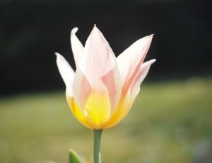 Flower, Tulip, White, Pink, Yellow, flower, nature thumbnail
