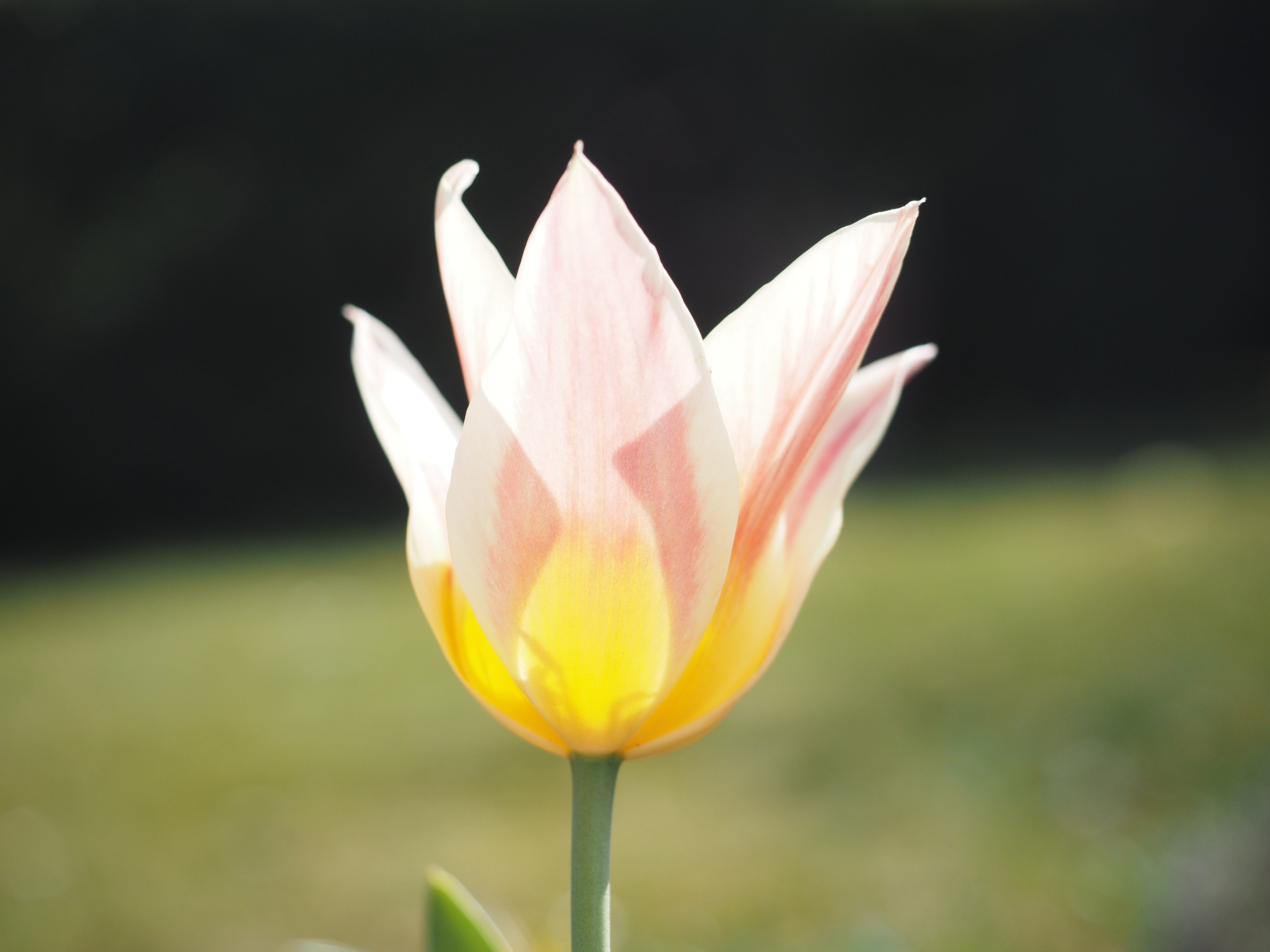 Flower, Tulip, White, Pink, Yellow, flower, nature