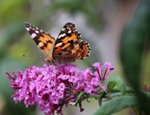 orange and black butterfly and pink clustered flower thumbnail