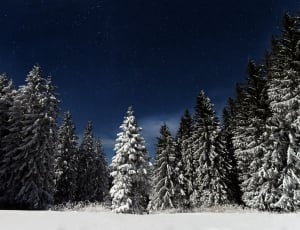 pine trees snowing during night thumbnail