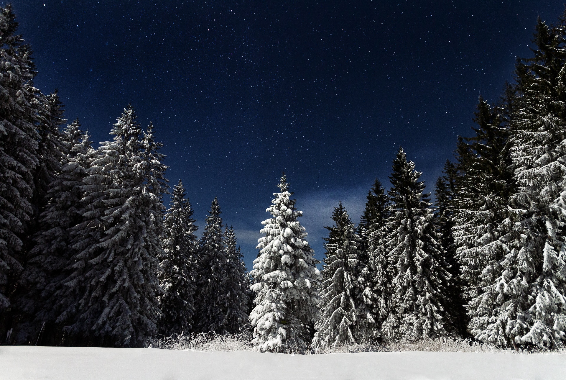 pine trees snowing during night