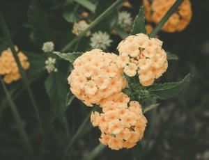 white flower in macro shot photography thumbnail