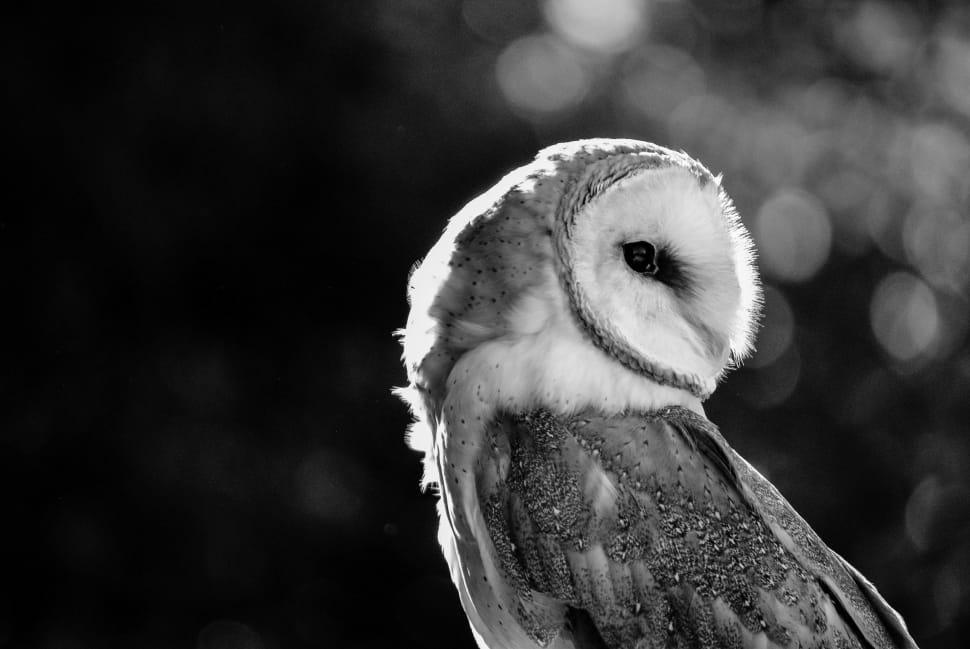 gray scale barn owl preview