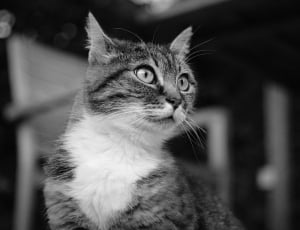 black and white short fur cat thumbnail