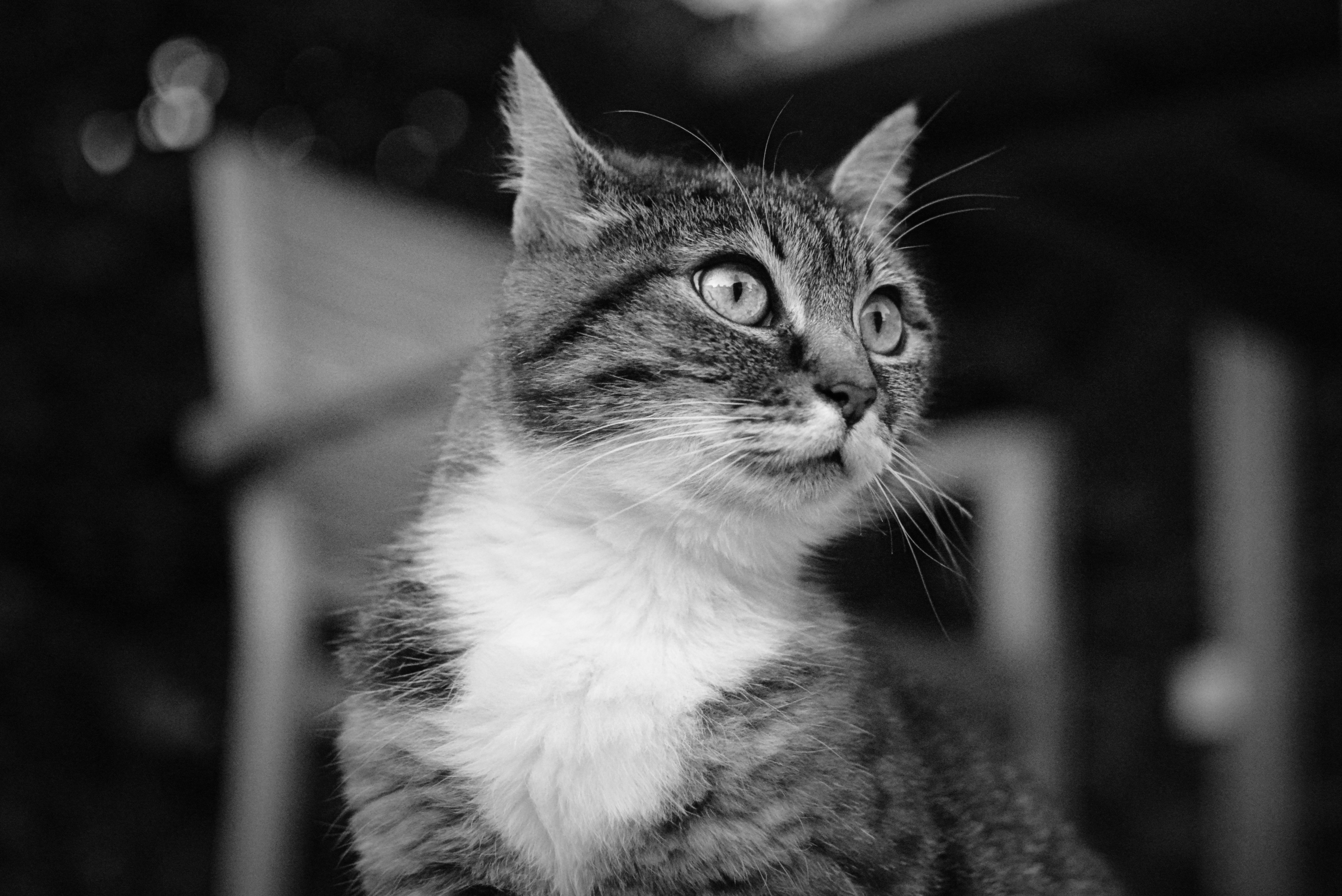 black and white short fur cat