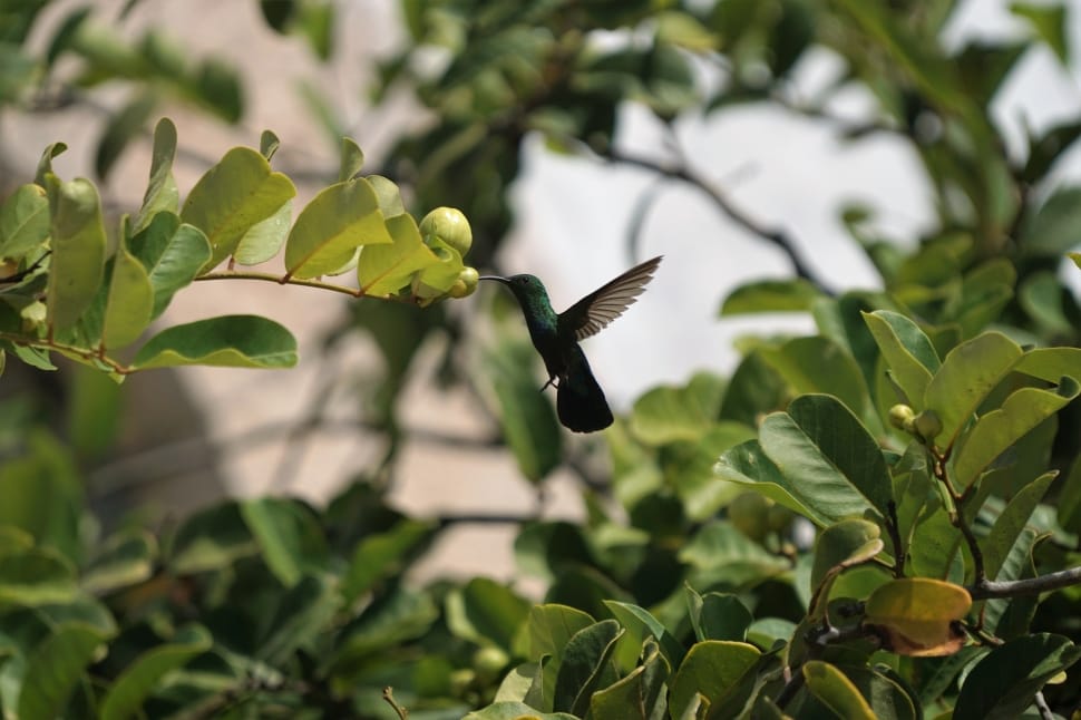 black hummingbird preview