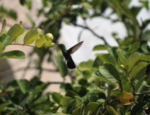 black hummingbird thumbnail