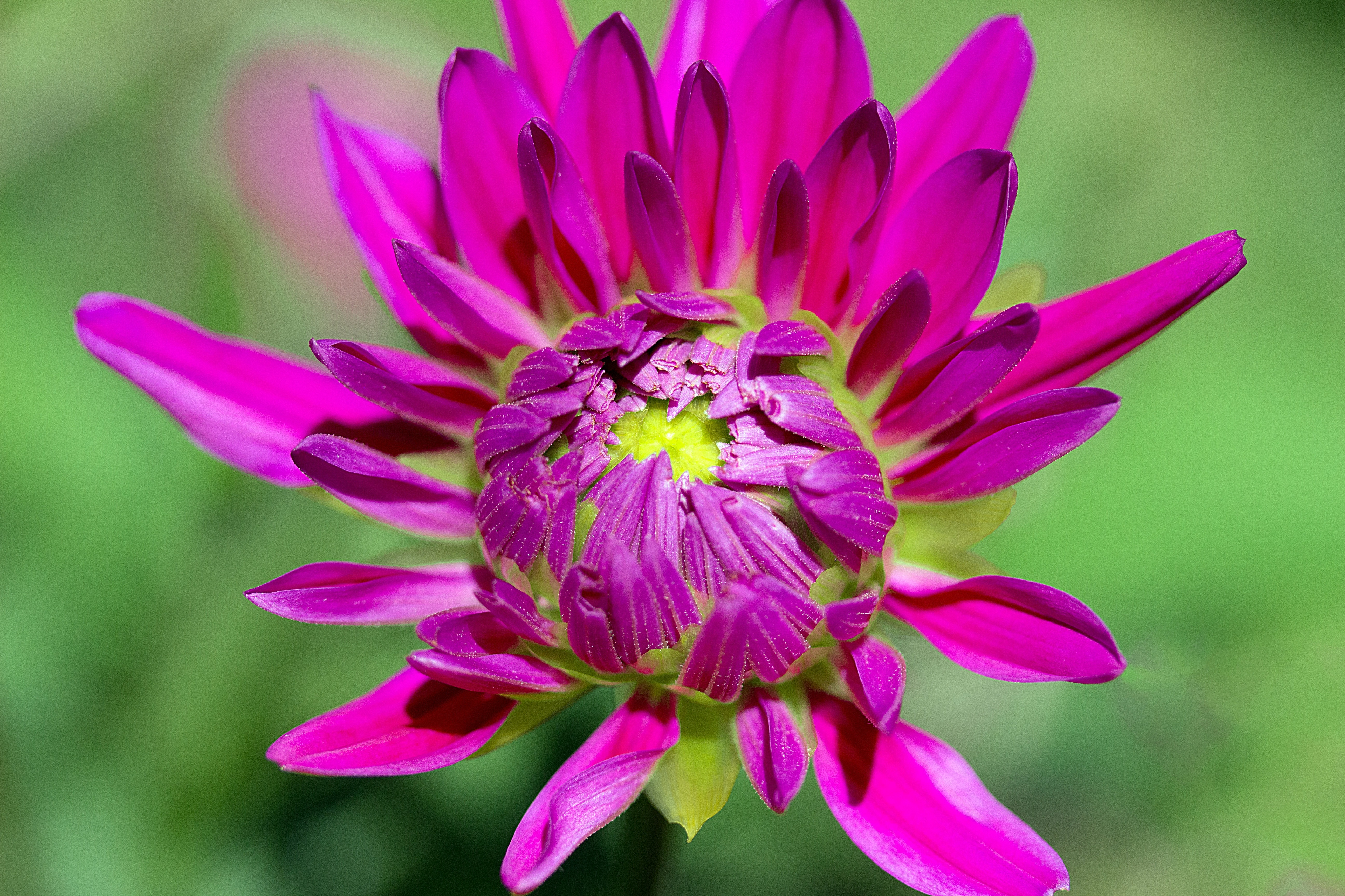 purple and green petaled flower