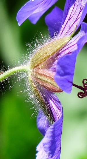 purple pasque flower thumbnail