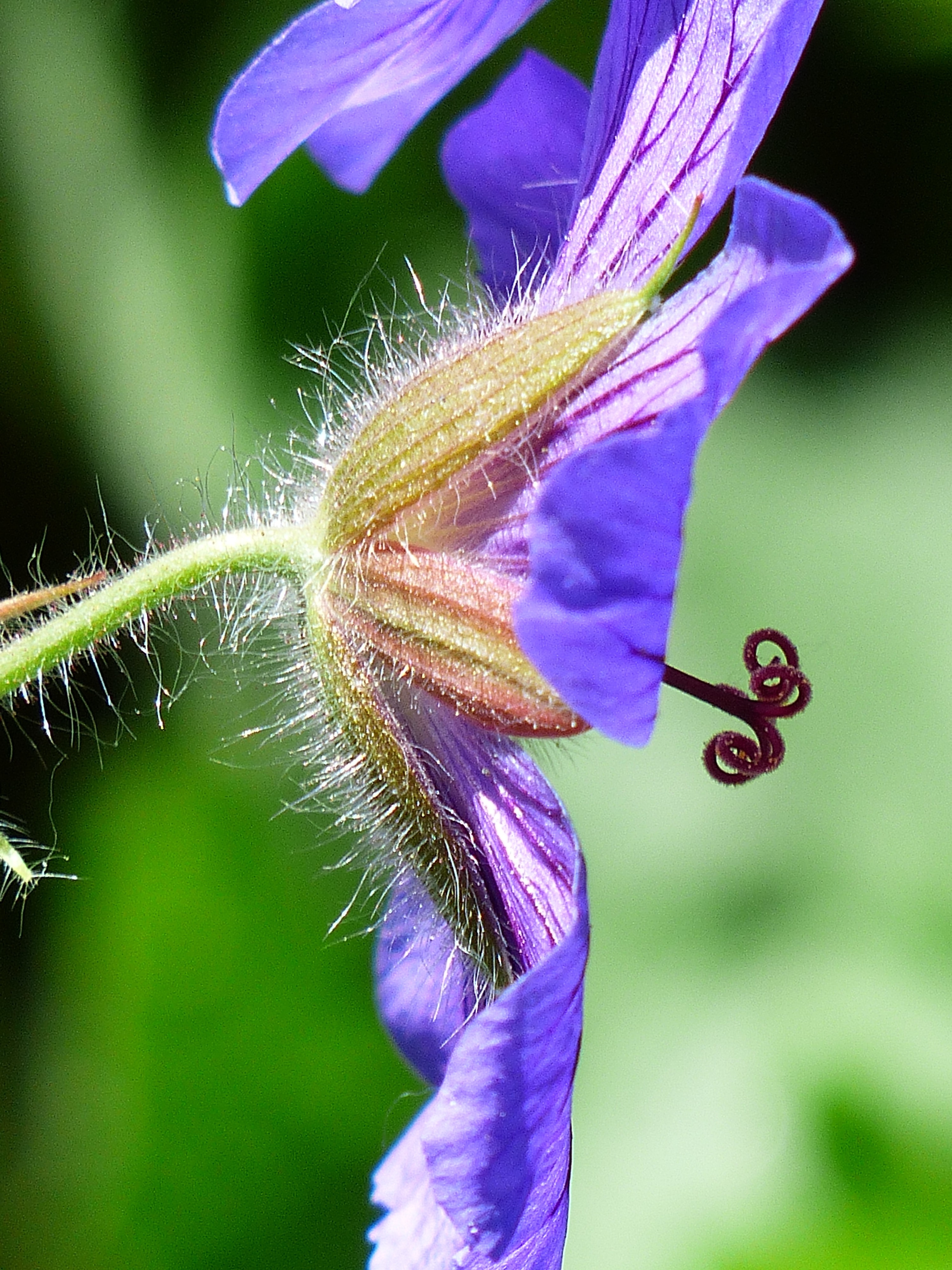 purple pasque flower