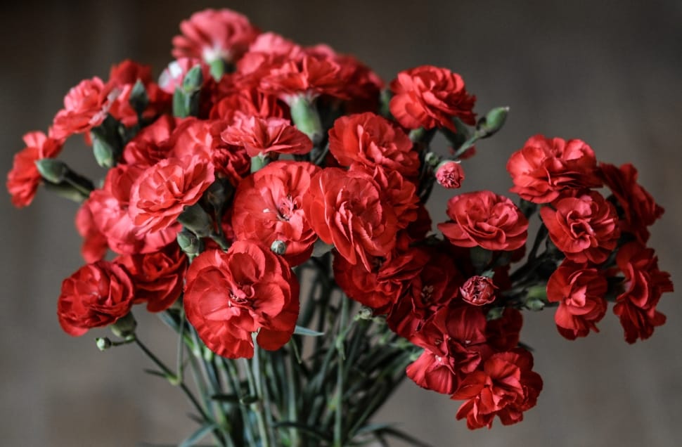 bouquet of red flowers preview