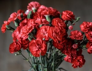 bouquet of red flowers thumbnail