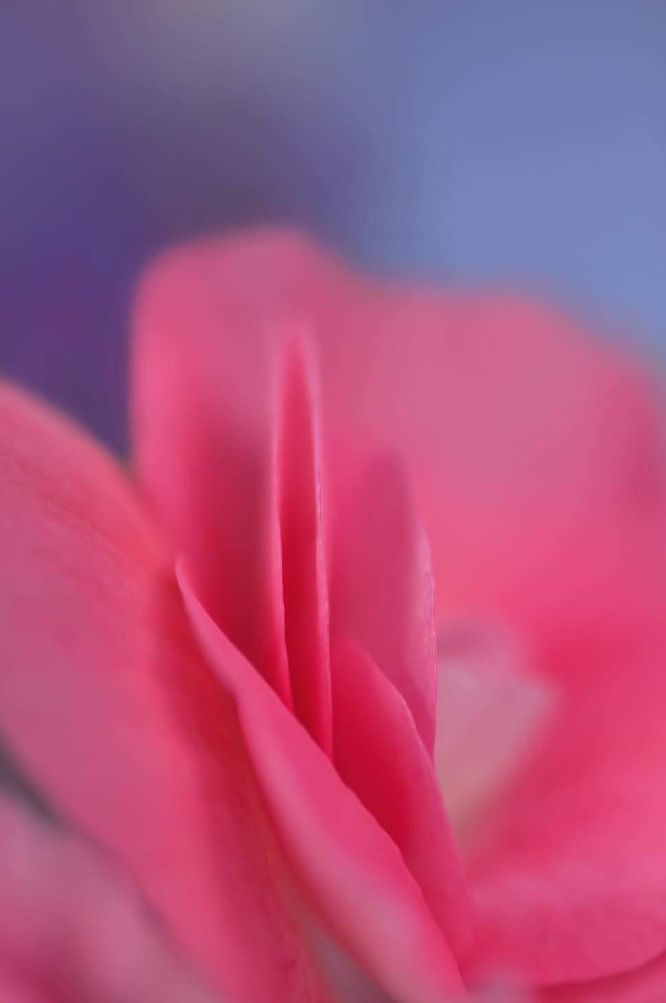 shallow focus photography of pink flower preview