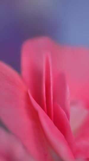 shallow focus photography of pink flower thumbnail