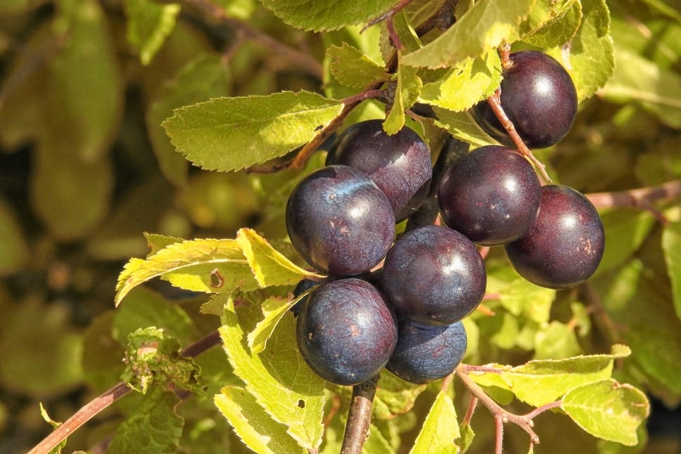 purple grapes preview