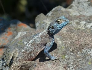 brown and blue lizard thumbnail