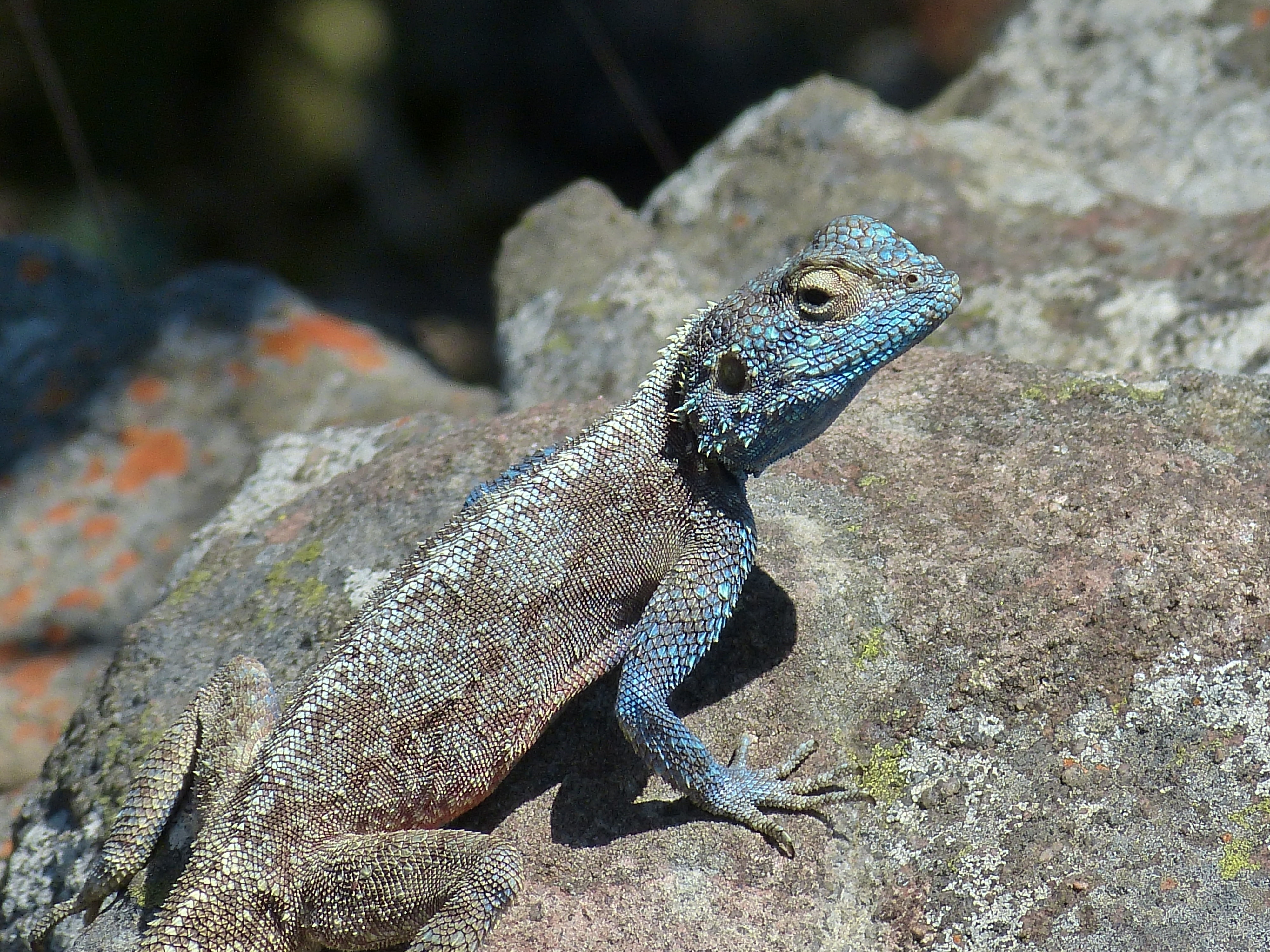 brown and blue lizard