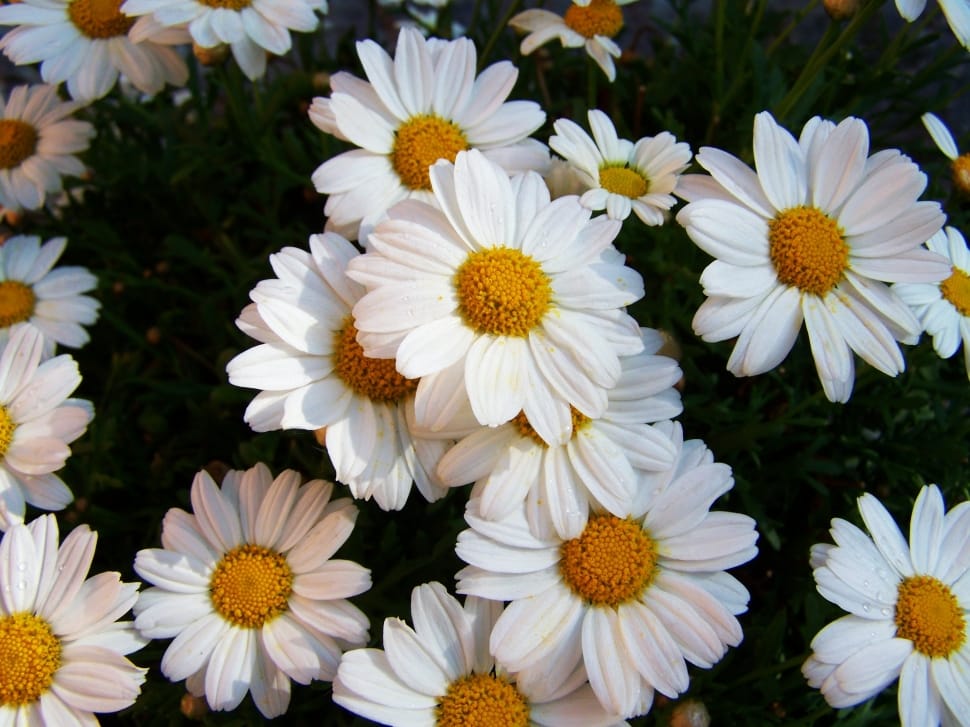 white daisy flower lot preview