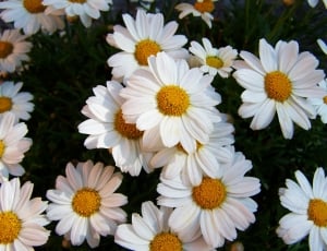 white daisy flower lot thumbnail