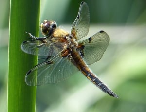 brown and orange dragonfly thumbnail