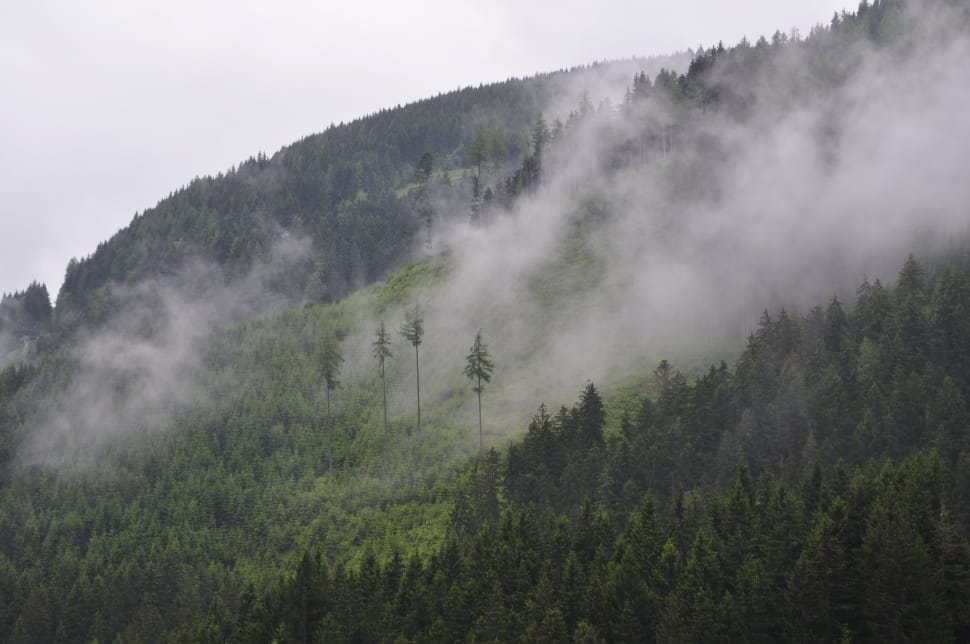 green pine trees surrounded by fogs preview