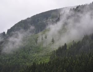 green pine trees surrounded by fogs thumbnail