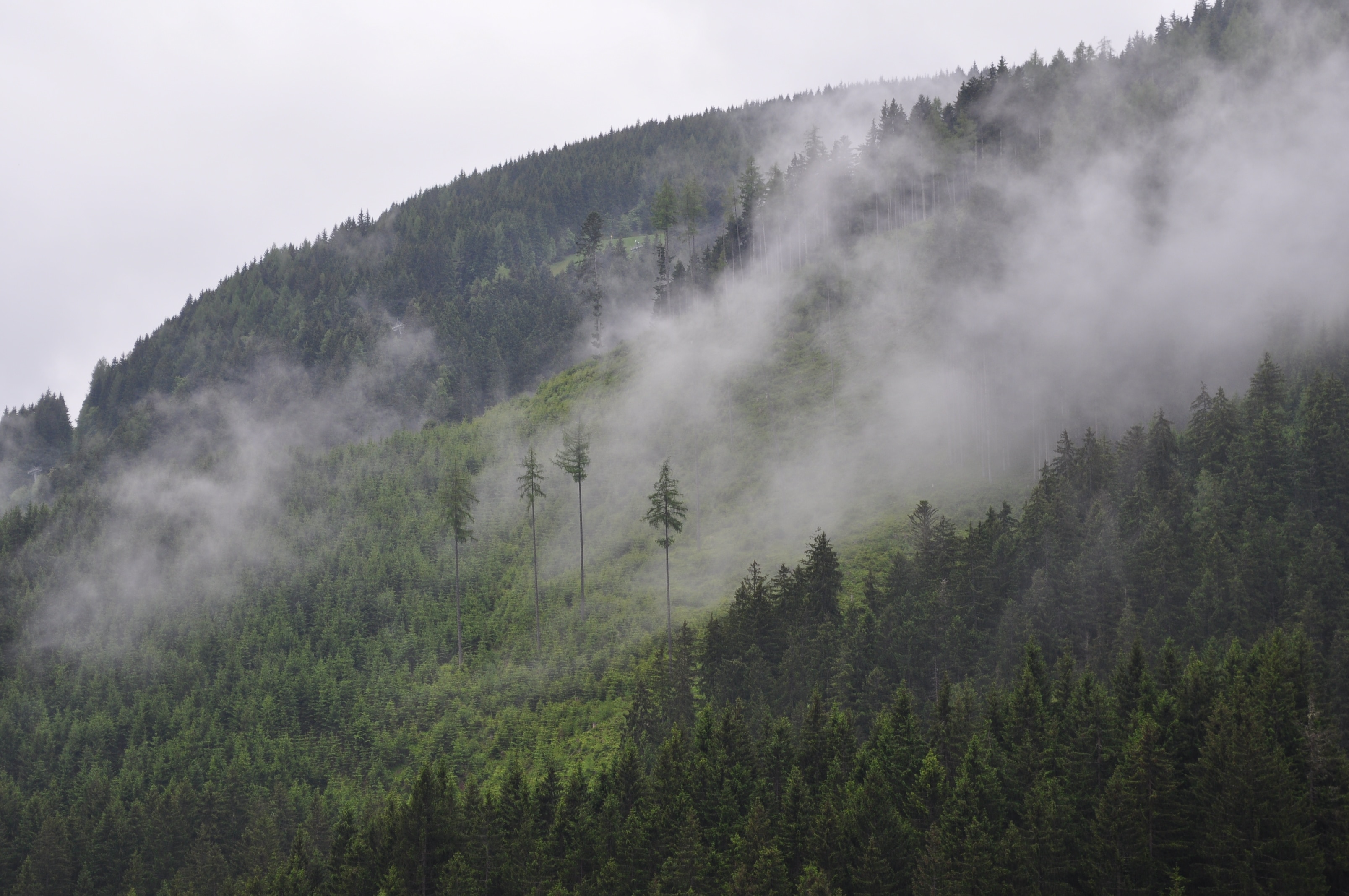 green pine trees surrounded by fogs