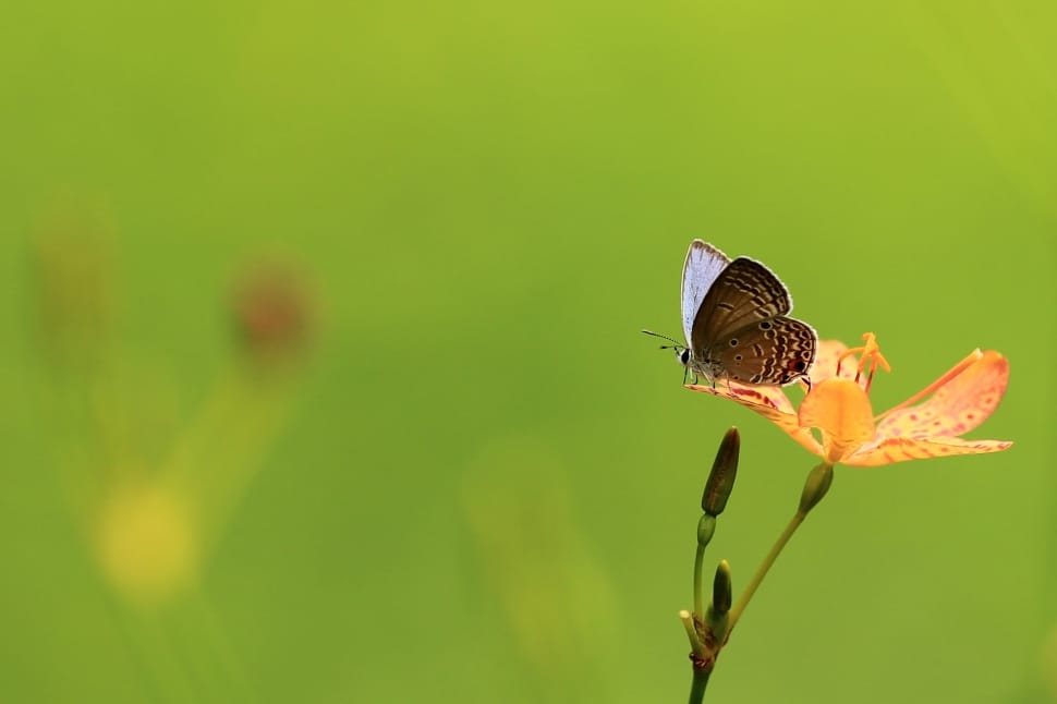 The Outskirts, Butterfly, Flowers, insect, one animal preview