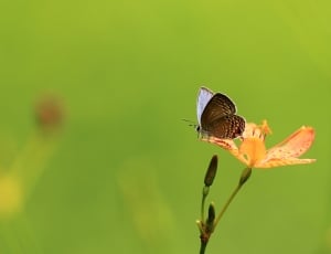 The Outskirts, Butterfly, Flowers, insect, one animal thumbnail