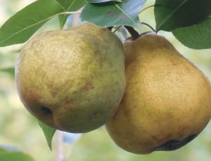 two pears thumbnail