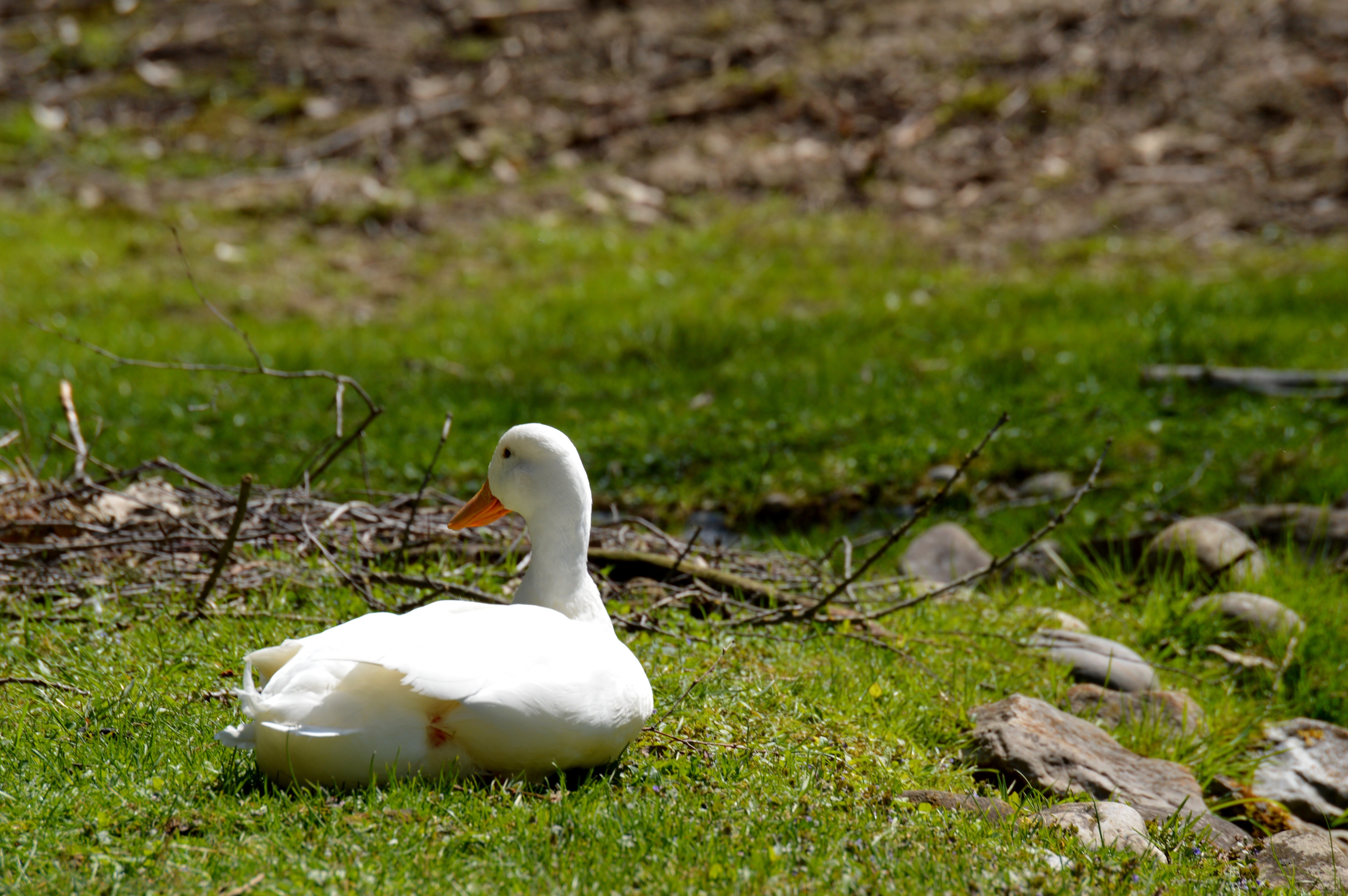 white duck