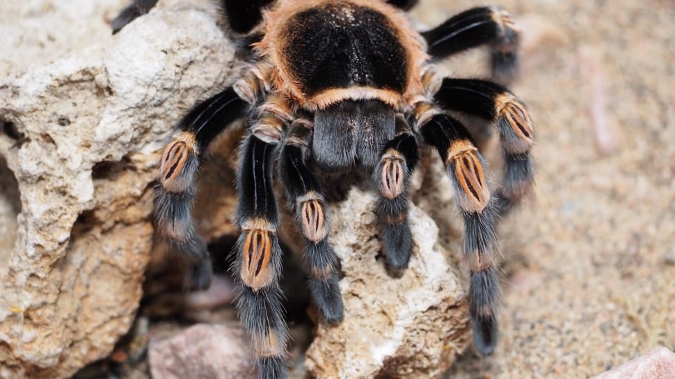 grammostola pulchripes closeup photography preview