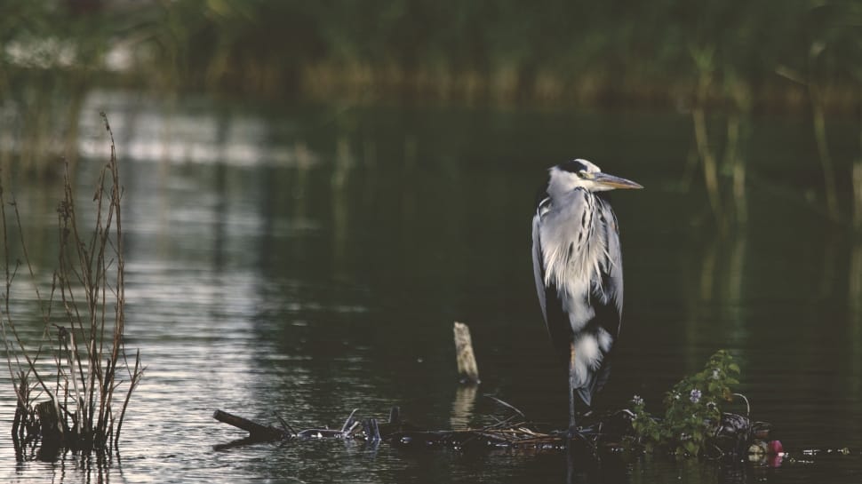white and black feathered bird perching on branch in body of water preview